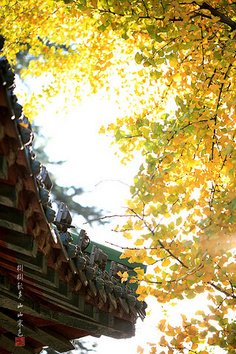 孩柳就可岁柳第色生香句子大全