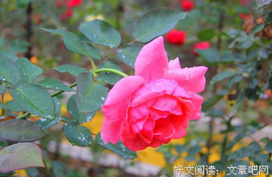 张小娴经典名句
