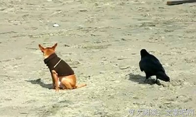 《衰鸟向前冲》经典影评集