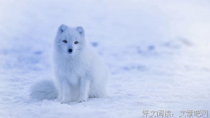 《白狐》好看吗？经典影评锦集