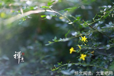 禅意人生的优美句子
