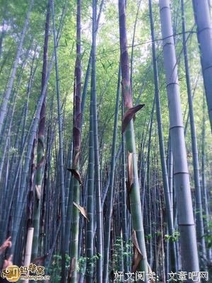 最全的《生命如打是，静默流淌》经典语录