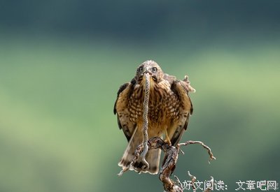 最经典的《生吞》小说书摘