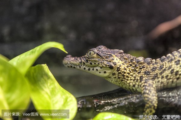 《鳄鱼的黄眼睛》经典观后感有感
