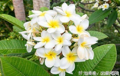 《世界上最动听的你》经典观后感集