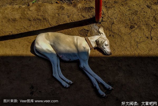 《饥饿的路》读后感锦集