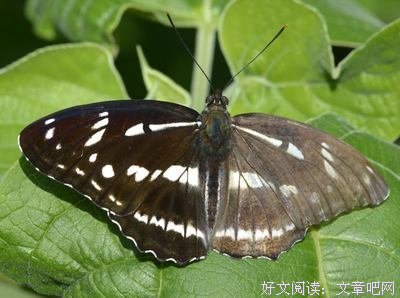 飞羽随集句子