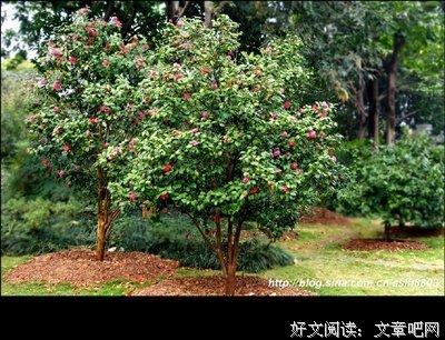 《不见茶花好多年》名句欣赏