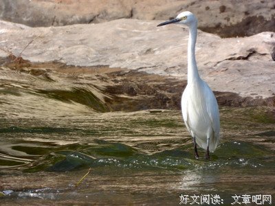 沧浪之水读后感精选