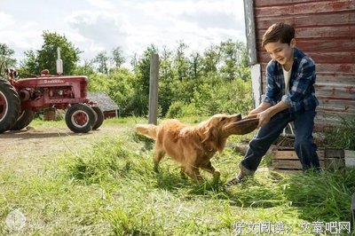 一只狗的生活意见读后感100字
