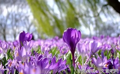 初识-懵懂句子