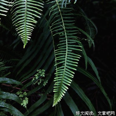 最全的《南尘》语录摘抄