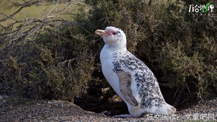 《十万分之一的偶然》经典影评有感