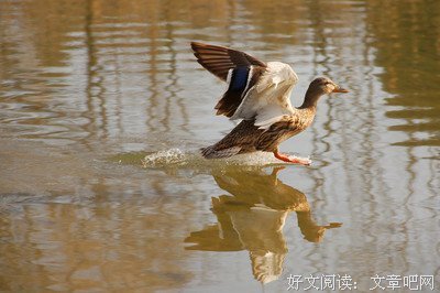 《小鱼吃大鱼》影评100字