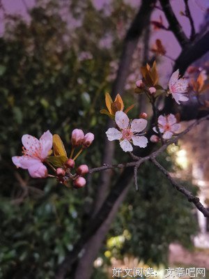 面包树出走了读后感精选