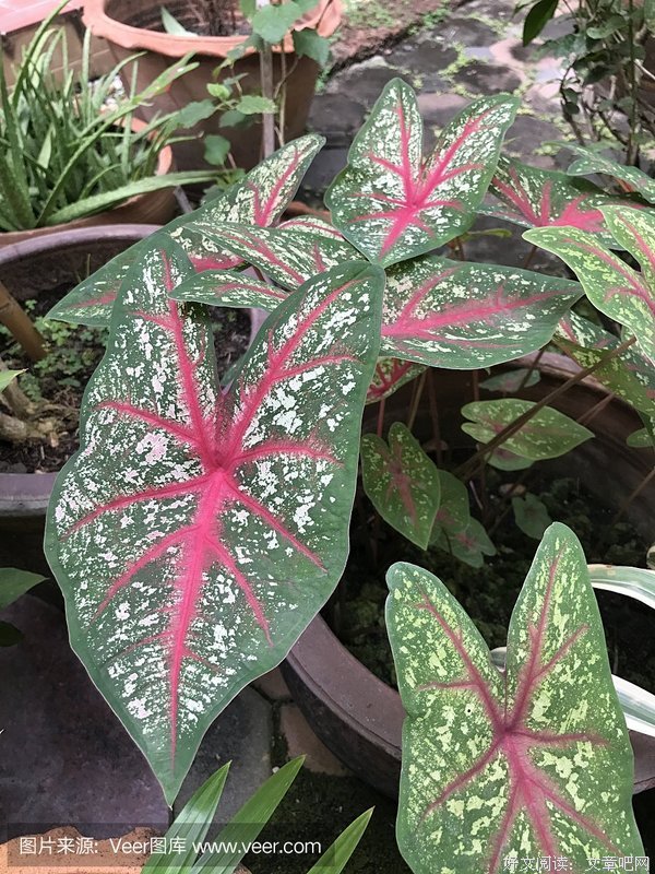 《天使的愤怒》经典读后感有感