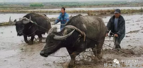《酒肉朋友》好看吗？经典观后感锦集