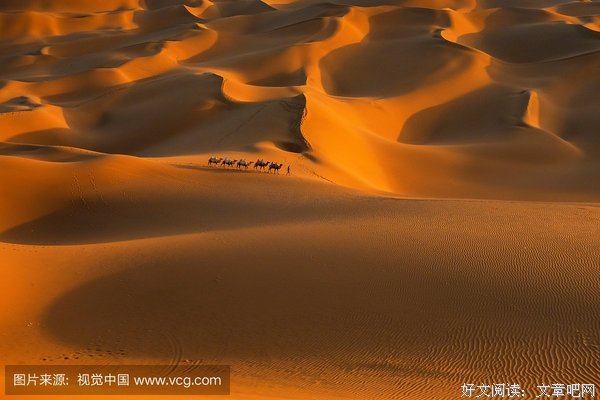 《沙漠驼影》影评100字