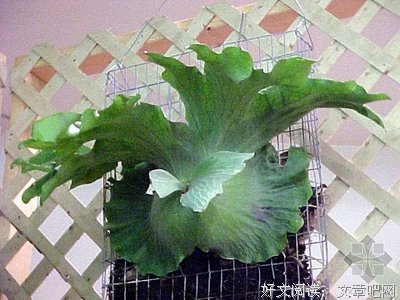 鹿角的优美句子