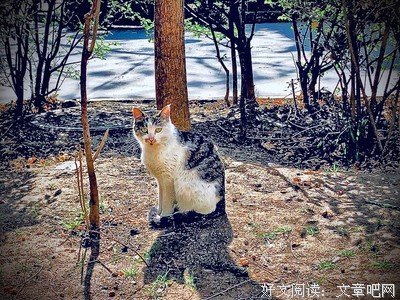 安城弥生的优美句子