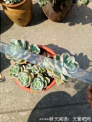 《钢铁之泪》经典影评有感