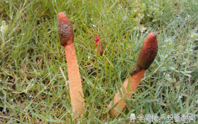 《她们的名字叫红》影评100字