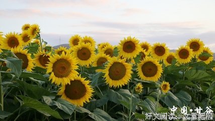 做自己的太阳，照亮前路