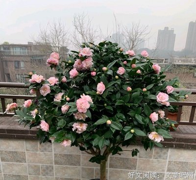 《不见茶花好多年》的句子
