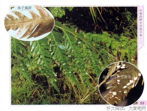 《译边草》读后感1000字