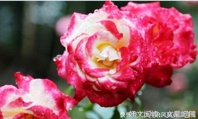 关于辗转难眠的语句