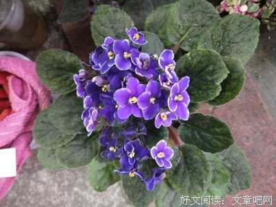 关于同甘共苦的格言