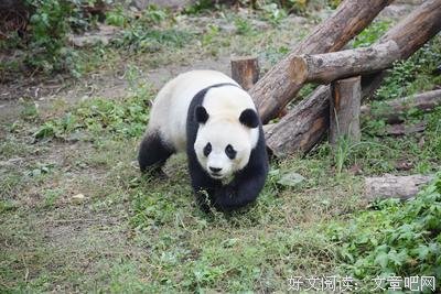 《我前几天去了一趟动物园》经典影评1000字