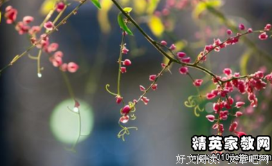 纳兰性德词选的读后感大全