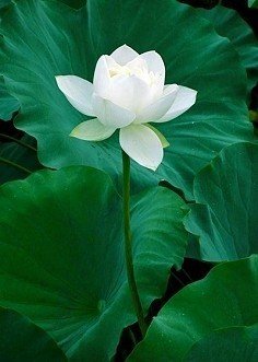 关于輕撫。泛黃的史書的优美句子