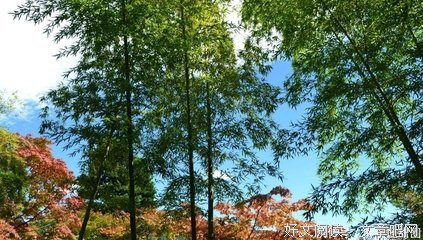 最美的诗
