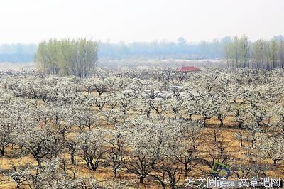 《梨花凉》好段摘抄