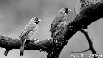 最新的《眼想翅雀》小说摘抄