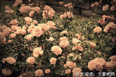 最全的《曾经守候》语录摘抄大全