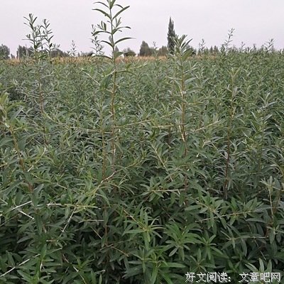 最全的《内然样你的全你种后并想将过》经典名句
