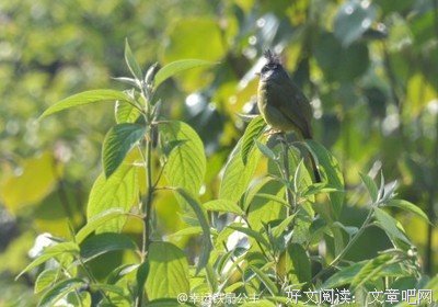 最经典的《征服游戏：野性小妻难驯服》经典名句