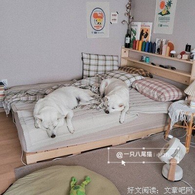 《八尾猫》经典影评有感