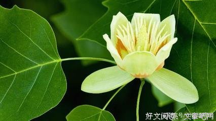 烟波浩渺的名句_关于烟波浩渺的名句
