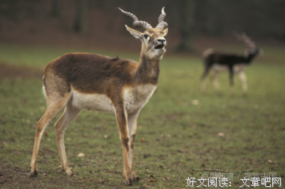 落叶飘零句子大全