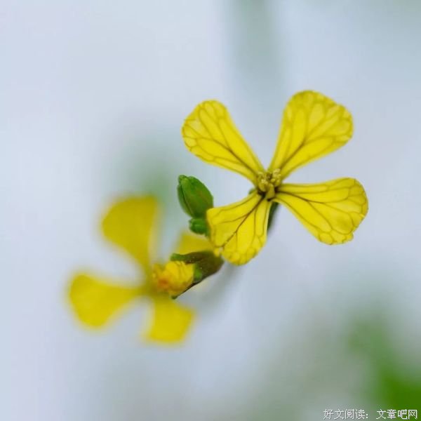与冬漫步，与雪起舞