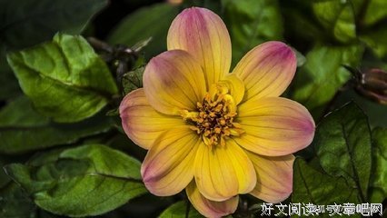 关于唯我独尊的语句
