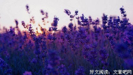 不懂熏衣草的殇句子