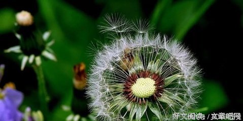 《能会我看花开花落》的句子