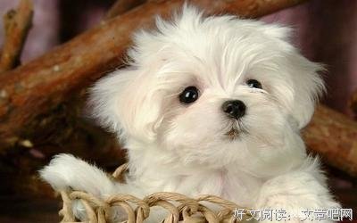 最经典的《喜欢和爱的区月都地来》经典语录