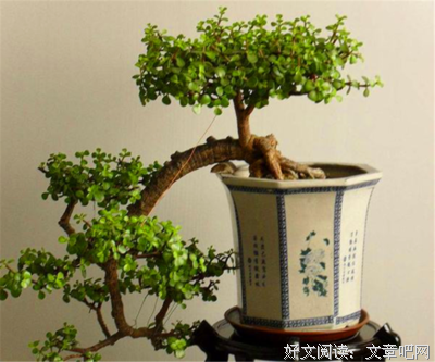 上海的金枝玉叶读后感100字