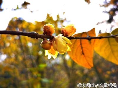 《阳光照耀的未来》经典影评集